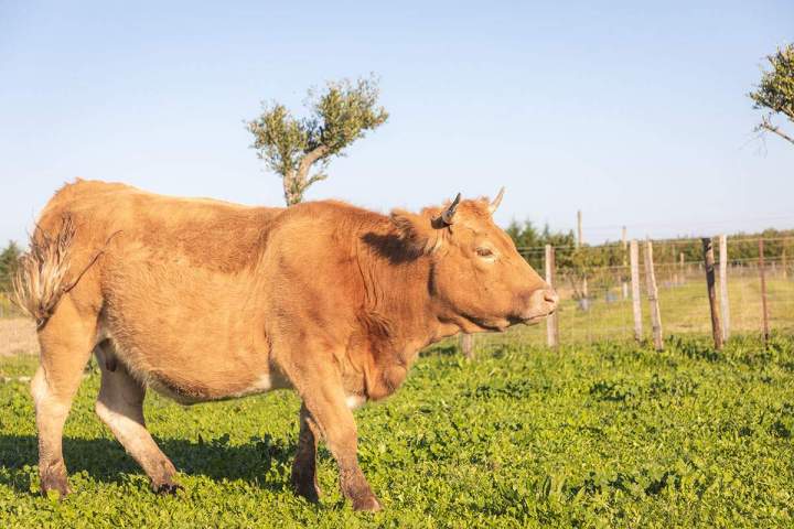 Élevage bœuf Marsillargues