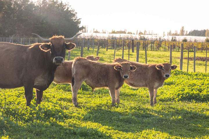 Élevage bœuf Marsillargues